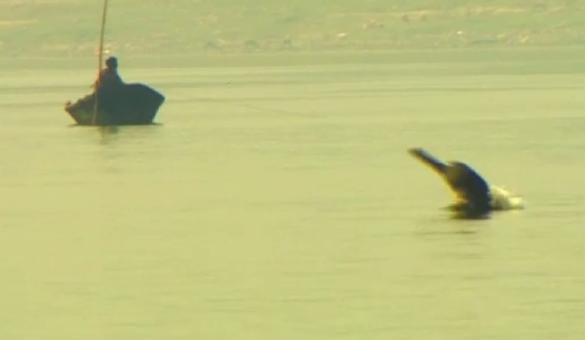 В Индии решили очистить священный Ганг. И спасти живущих в нем дельфинов