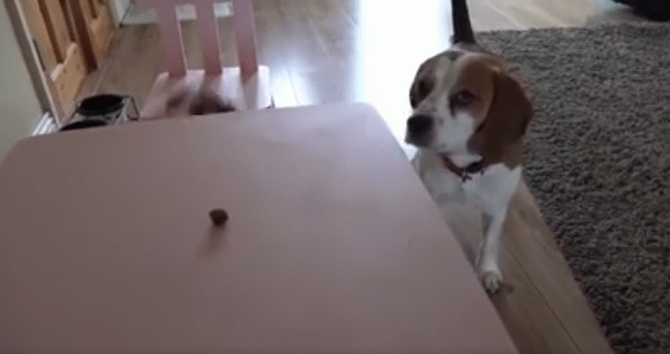 Все, как в жизни. Щенок долго мучился, чтобы достать лакомый кусочек, но в последний момент добыча досталась ленивому товарищу