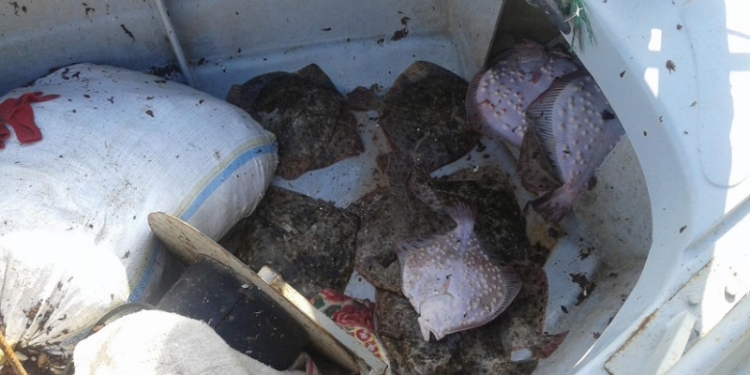 Возле острова Змеиный пограничники задержали браконьеров, промышлявших калкана