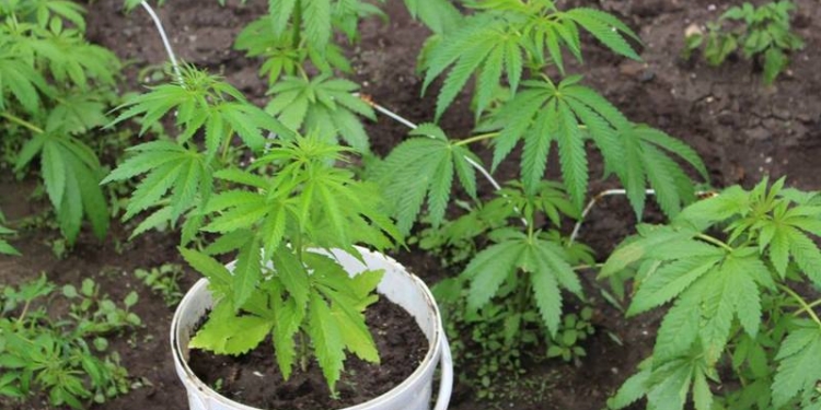 Семейные ссоры – это всегда нежданчик: приехав разнимать ссорящихся, патрульные Николаева нашли коноплю