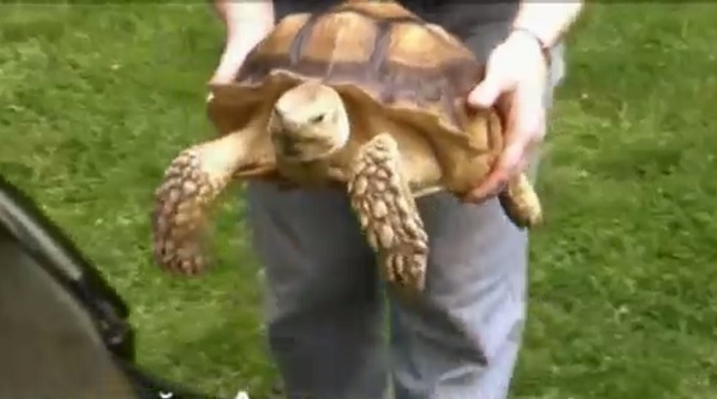 Необычная работа. В Нью-Йорке 500 человек хотели стать выгульщиками черепахи