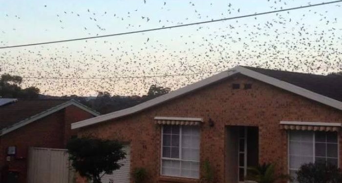 В Австралии объявили чрезвычайное положение из-за летучих лисиц