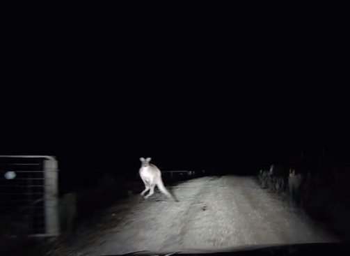 В Австралии кенгуру атаковал машину