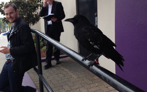 В Канаде ворон похитил нож с места преступления