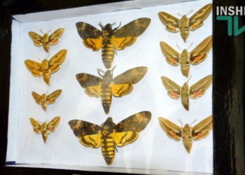 «Загадочный мир»: в краеведческом музее открылась выставка насекомых из николаевских частных коллекций