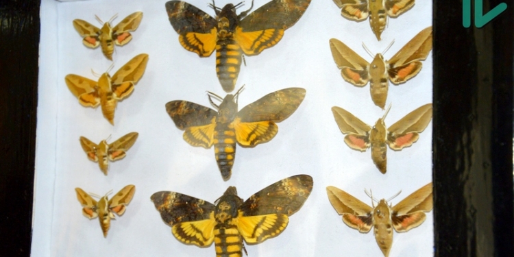 «Загадочный мир»: в краеведческом музее открылась выставка насекомых из николаевских частных коллекций