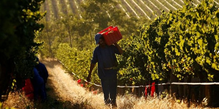 В ЮАР принят закон о принудительном выкупе земли у белых фермеров
