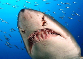 Мужчина разрезал живот мертвой беременной акулы и спас трех акулят.