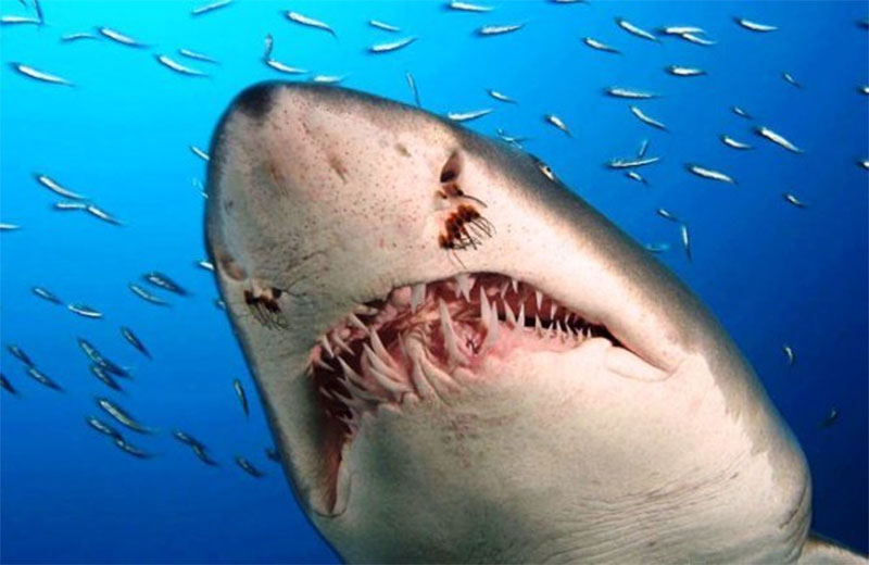 Белые акулы также знают страх 1
