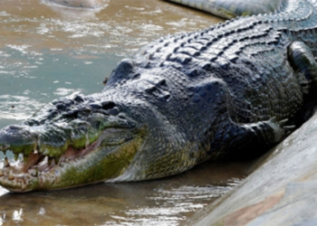 Скромный аллигатор позвонил в дверь хозяйке бассейна