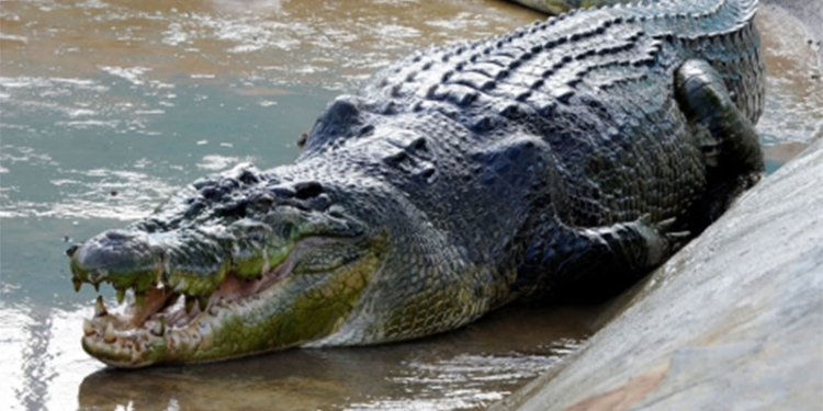 Скромный аллигатор позвонил в дверь хозяйке бассейна