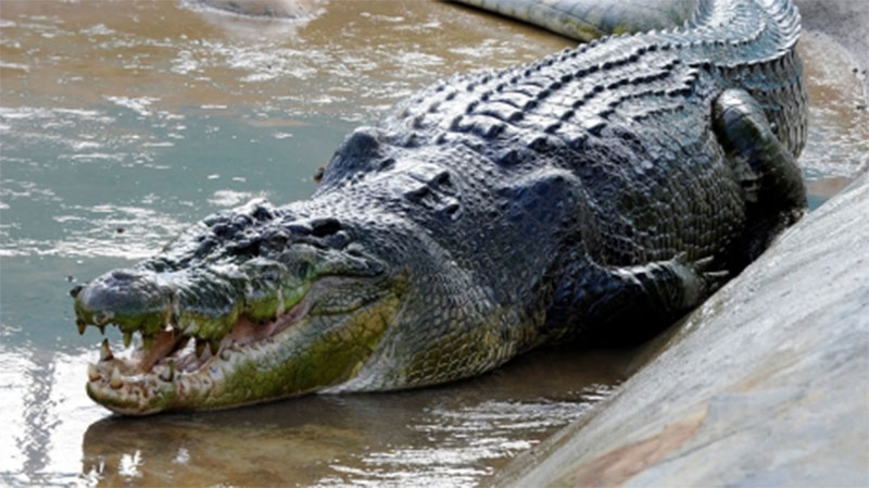 Во Флориде 2,5-метровый аллигатор разгуливал по гольф-клубу 1