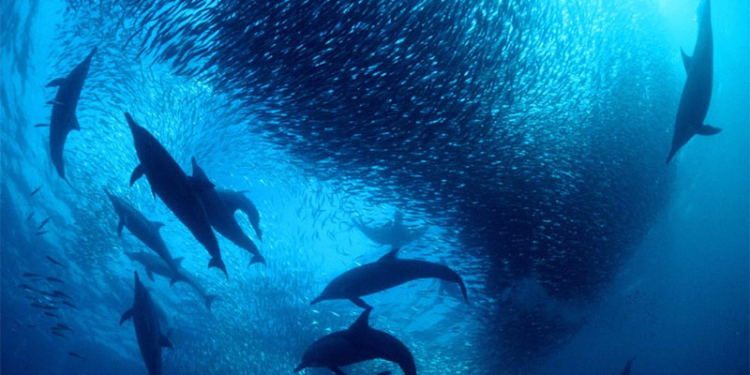 Совместное пиршество дельфинов и акул грубо прервали киты