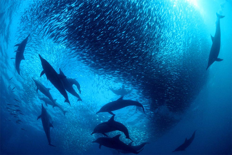 В США привлекут боевых флотских дельфинов для спасения вымирающих сородичей 1