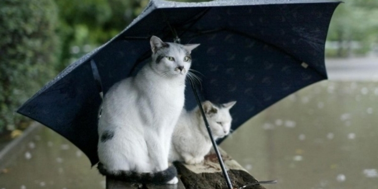 Синоптик назвала причину затяжных дождей в Украине