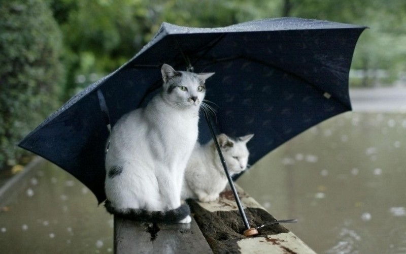 Спасатели предупреждают об ухудшении погоды. Николаевскую область завтра накроют сильные дожди с ветром 1