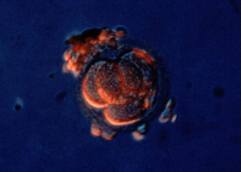 В Японии разрешили генетическую модификацию человеческих эмбрионов