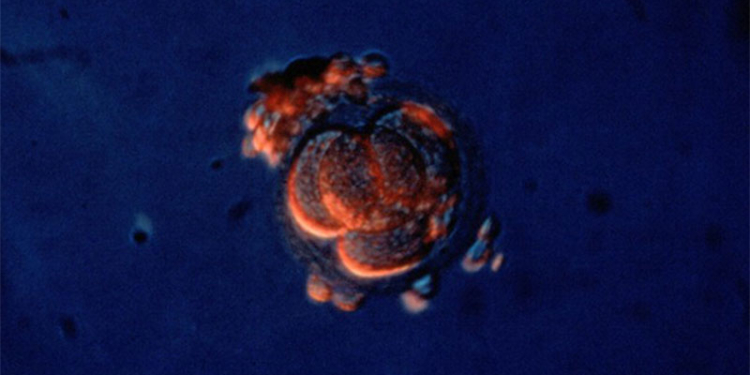 В Японии разрешили генетическую модификацию человеческих эмбрионов