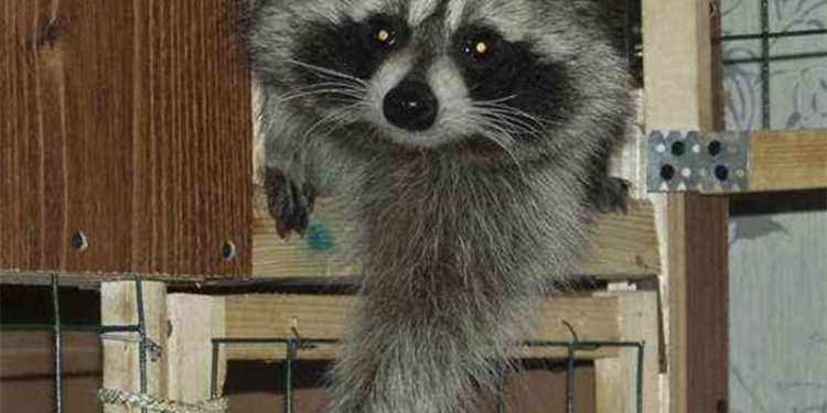 В Канаде енот поднялся по фасаду здания на 10 этаж, чтобы устроить себе гнездо на балконе