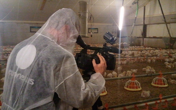 Ученые ЕС оснастят курятники микрофонами и камерами