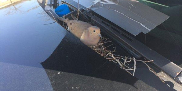  Голубка свила гнездо на капоте полицейской машины