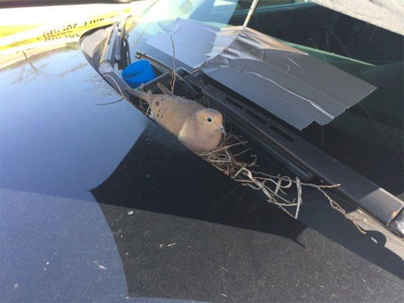 ﻿ Голубка свила гнездо на капоте полицейской машины 4