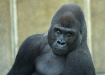 В США 4-летний мальчик упал в вольер с гориллой