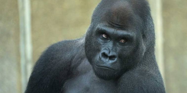 В США 4-летний мальчик упал в вольер с гориллой