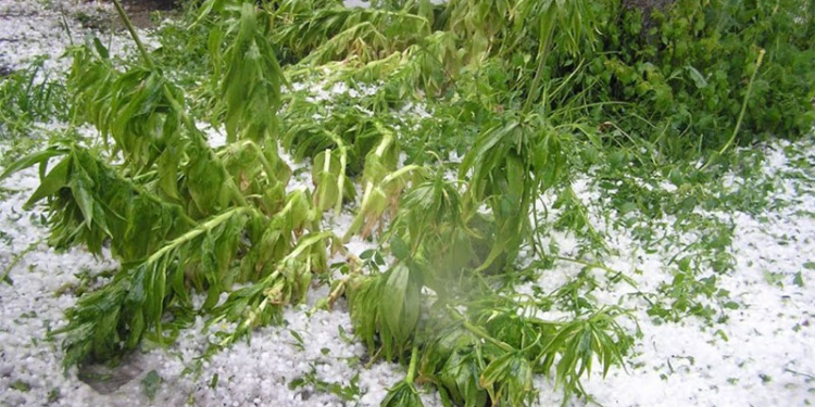 В Николаевской области Арбузинку накрыло градом