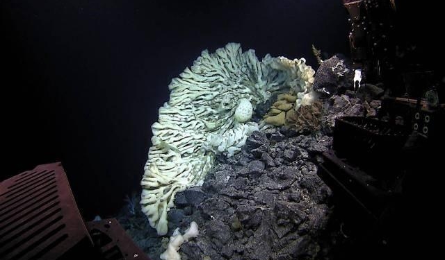  В Тихом океане обнаружили гигантскую губку