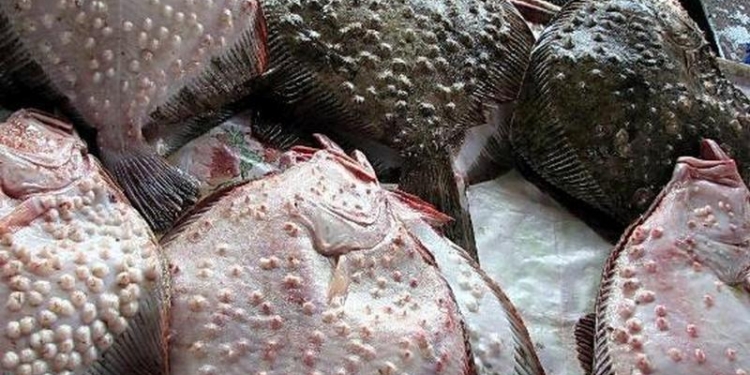 В Николаевской области введен запрет на промдобычу камбалы-калкана, а также на промысел катрана и ската