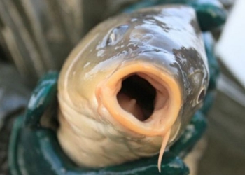 “Карпагеддон”: в Австралии хотят убивать карпов… герпесом