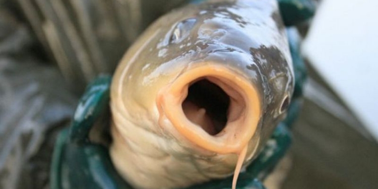 “Карпагеддон”: в Австралии хотят убивать карпов… герпесом