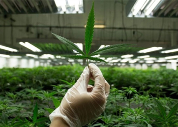 Поможет ли легализация марихуаны украинской экономике?