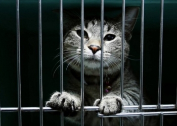 Арест и свобода кота Арчибальда: в России судебный пристав арестовал кота за долги хозяина