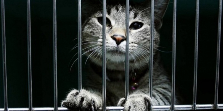 Арест и свобода кота Арчибальда: в России судебный пристав арестовал кота за долги хозяина