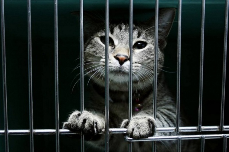 Арест и свобода кота Арчибальда: в России судебный пристав арестовал кота за долги хозяина 1