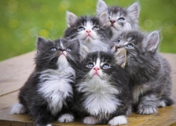 Кореец ведет прямые трансляции с обедов бездомных кошек