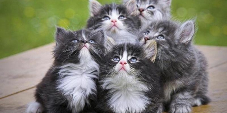 Кореец ведет прямые трансляции с обедов бездомных кошек