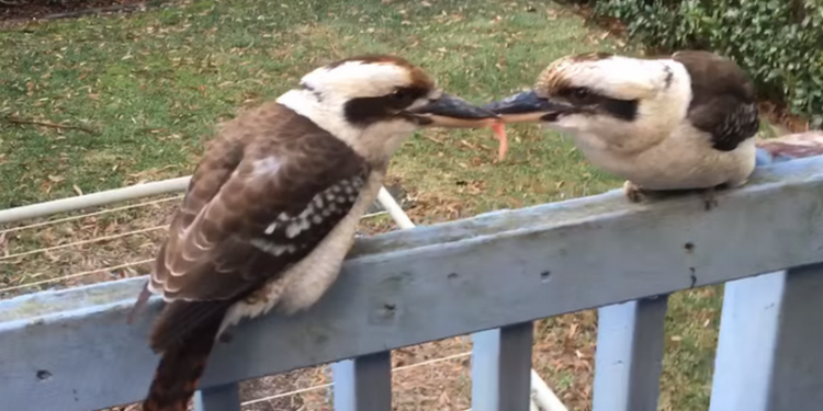 Главное концентрация на цели: две австралийских кукабарры сошлись в схватке за еду