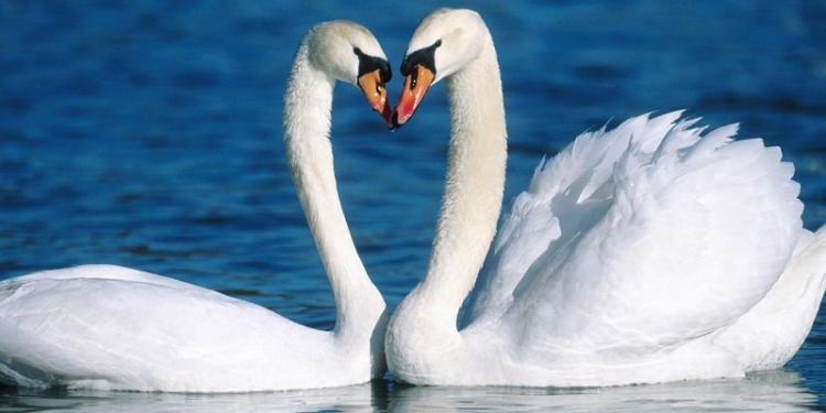 Неизвестные расстреляли стаю белых лебедей: люди требуют расследования