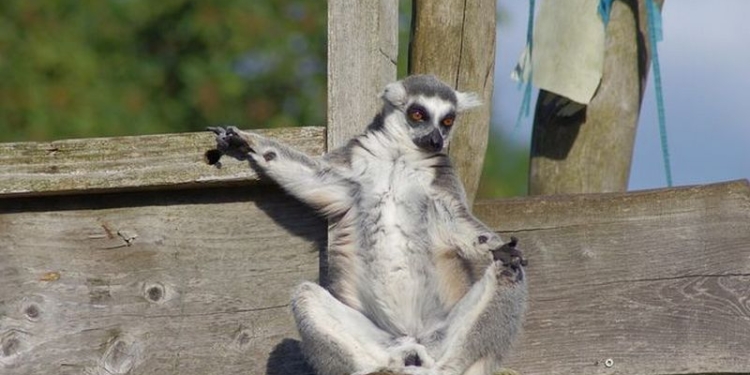В Черкасском зоопарке похитили лемура