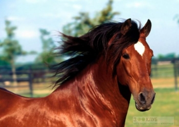 В Кривом Роге взорвали коня на частной конюшне. Пострадал наездник
