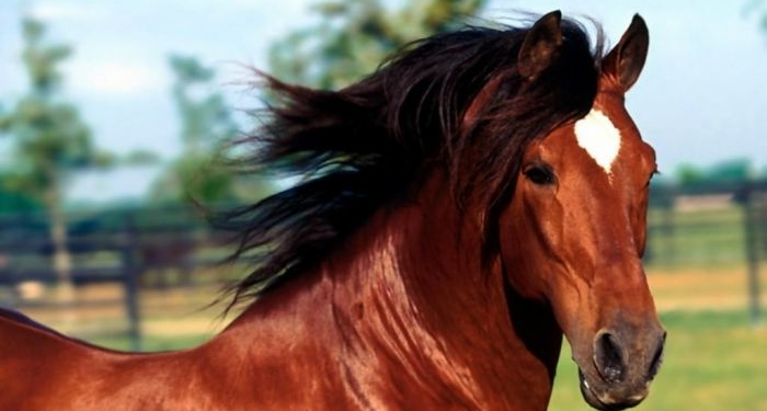 В Кривом Роге взорвали коня на частной конюшне. Пострадал наездник