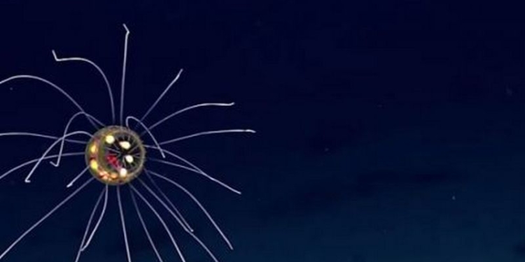 Фантастическое существо обнаружено на глубине 3 700 метров