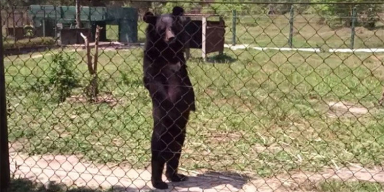 Медведь в Лаосе освоил человеческую походку