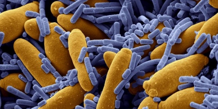 Грядет эпоха “после антибиотиков”: к 2050 году любая царапина может стать смертельной