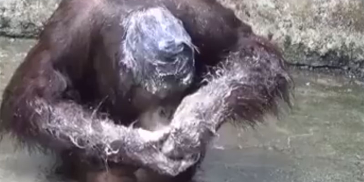 Принимая водные процедуры, орангутан не забыл и вымыть голову с мылом