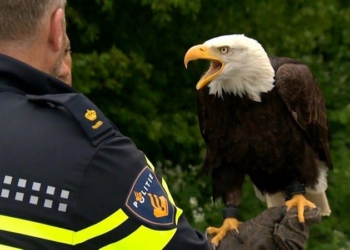 На беспилотники будут охотиться хищные птицы