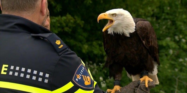 На беспилотники будут охотиться хищные птицы